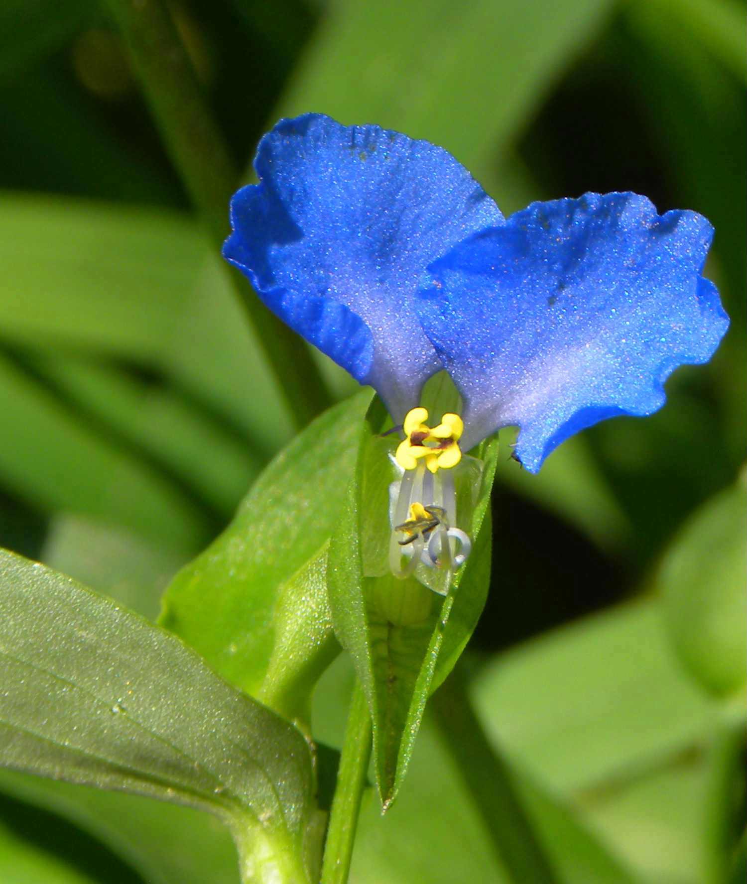 Commelina communis